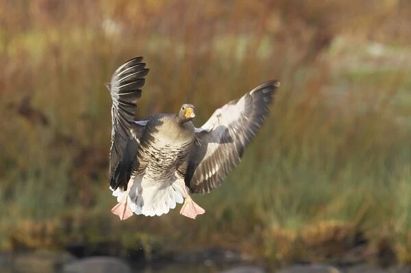 Greylag Goose - Coming in to Land Anser anser WWT Slimbridge Gloucestershire, UK BI013049