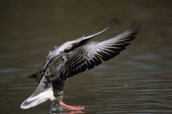Greylag Goose - Coming in to Land Norfolk, UK BI006879