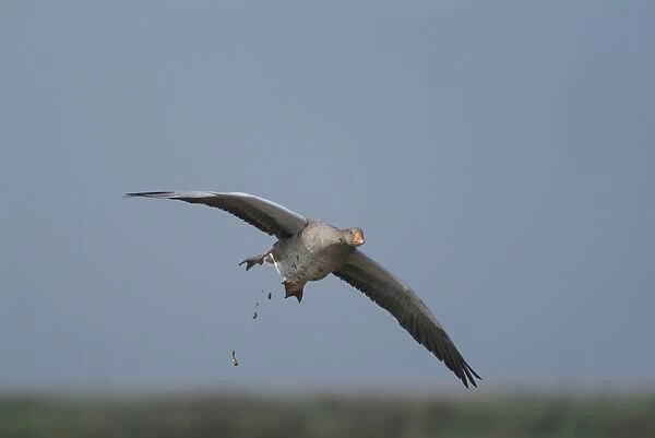 Greylag Goose - defecating in flight, Cley Marshes - Norfolk - UK