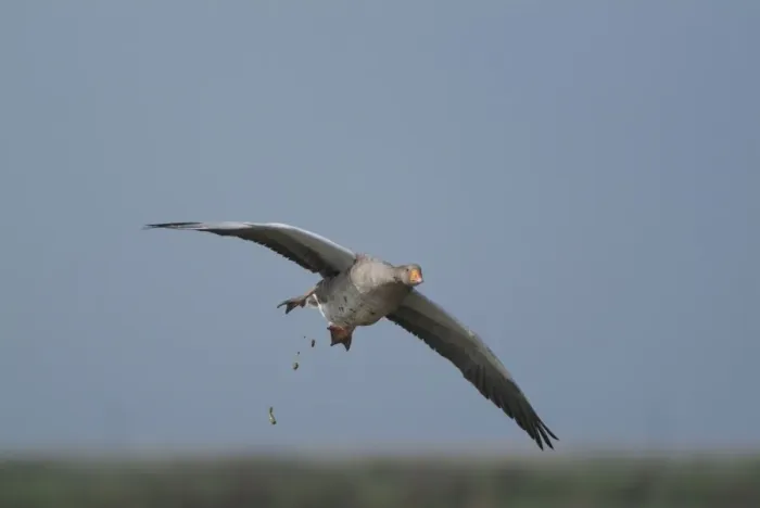 Framed Print : Greylag Goose - defecating in flight, Cley Marshes - Norfolk - UK Framed Print : Greylag Goose - defecating in flight, Cley Marshes - Norfolk - UK