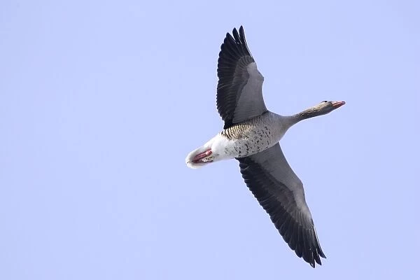 Greylag Goose - in fight. France
