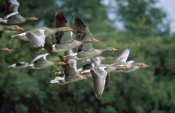 Greylag Goose - in flight