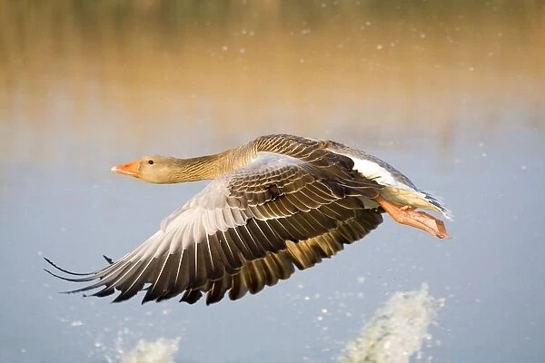 Greylag Goose - in flight - Hickling Broad - Norfolk - England