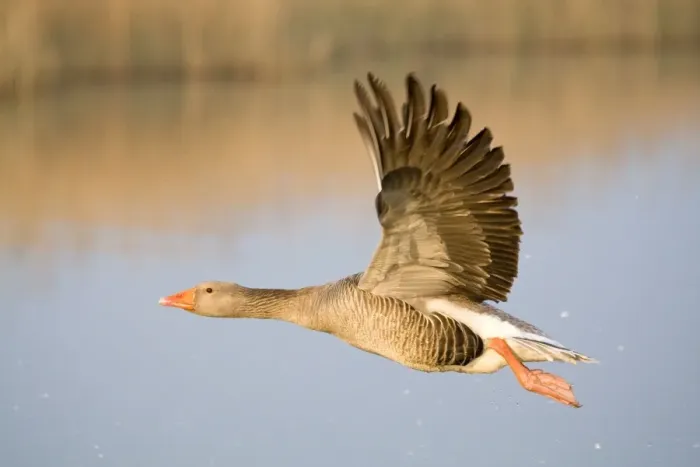 Framed Print : Greylag Goose - in flight - Hickling Broad - Norfolk - England Framed Print : Greylag Goose - in flight - Hickling Broad - Norfolk - England