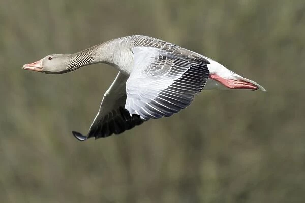 Greylag Goose - in flight - Lower Saxony - Germany