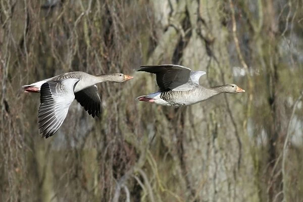 Greylag Goose - two in flight - Lower Saxony - Germany