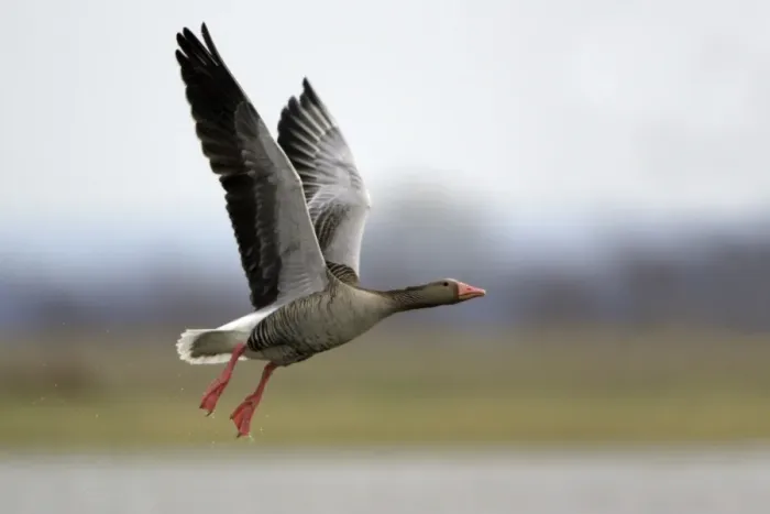 Framed Print : Greylag Goose- in flight over marshland, Neusiedler See NP, Austria Framed Print : Greylag Goose- in flight over marshland, Neusiedler See NP, Austria