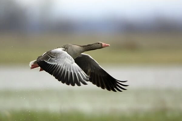 Greylag Goose- in flight over marshland, Neusiedler See NP, Austria