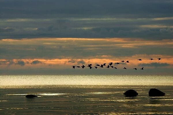 Greylag Goose - in flight - migration. Husum - North Germany