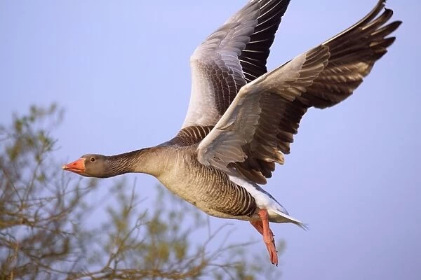 Greylag Goose - in Flight Norfolk Broads UK