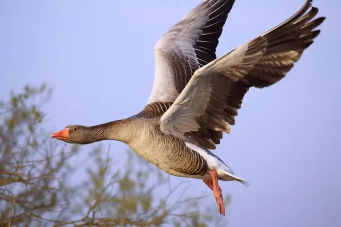 Framed Print : Greylag Goose - in Flight Norfolk Broads UK Framed Print : Greylag Goose - in Flight Norfolk Broads UK