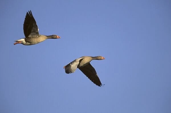 Greylag Goose - in flight Norfolk, UK BI005304