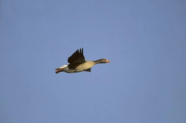 Greylag Goose - In Flight Norfolk, UK BI006880