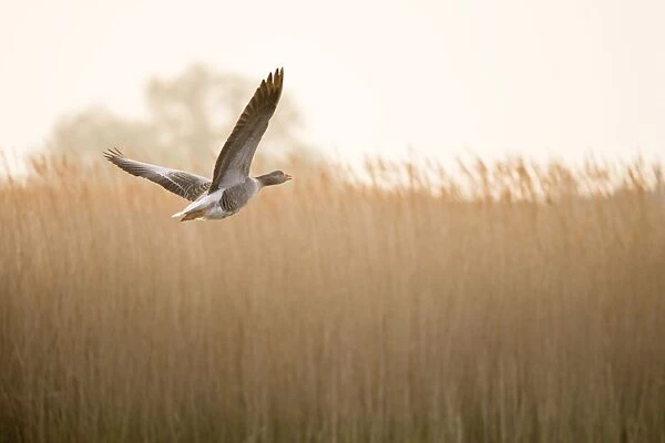 Greylag Goose In flight over reedbed Hickling Broad Norfolk UK