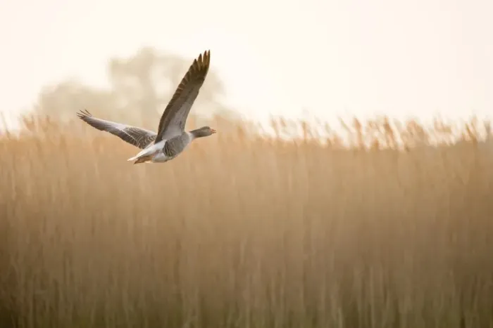 Framed Print : Greylag Goose In flight over reedbed Hickling Broad Norfolk UK Framed Print : Greylag Goose In flight over reedbed Hickling Broad Norfolk UK