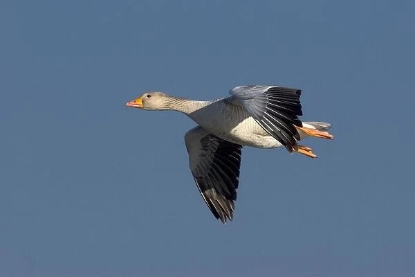 Greylag Goose - in flight - Saintes Marie de la Mer - Camargue - France
