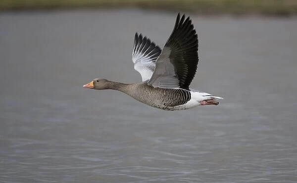 Greylag Goose - in flight over water - UK