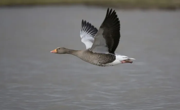 Framed Print : Greylag Goose - in flight over water - UK