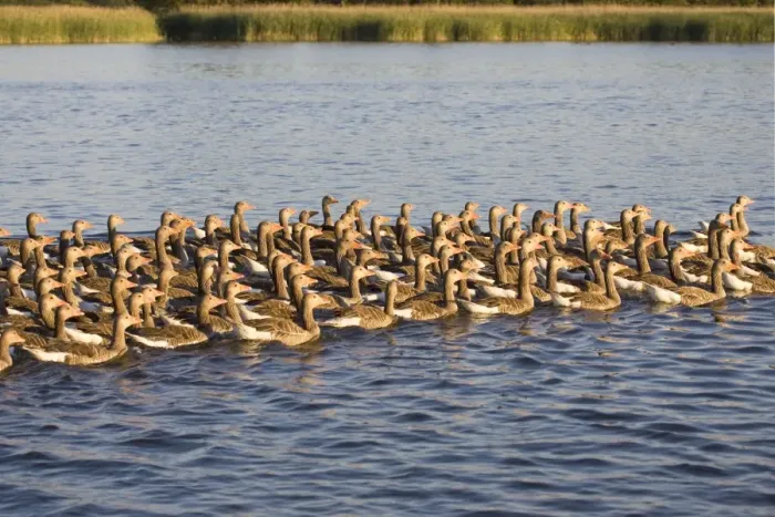 Framed Print : Greylag Goose Flock of juveniles Hickling Broad Norfolk UK Framed Print : Greylag Goose Flock of juveniles Hickling Broad Norfolk UK