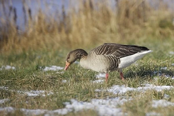 Greylag Goose. France