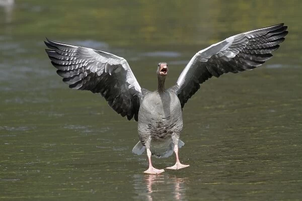 Greylag Goose - gander chasing off arrival - with wings and mouth open - Hessen - Germany
