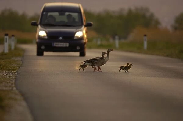 Greylag goose - goose family crossing street, Neusiedler See, Austria