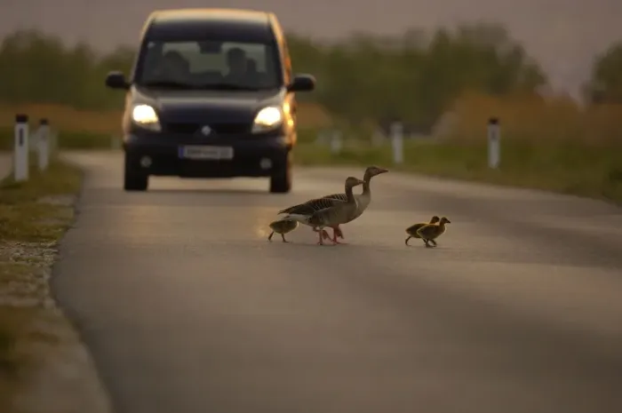 Framed Print : Greylag goose - goose family crossing street, Neusiedler See, Austria Framed Print : Greylag goose - goose family crossing street, Neusiedler See, Austria