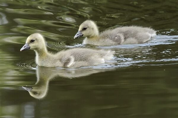 Greylag Goose - two goslings in lake - Hessen - Germany