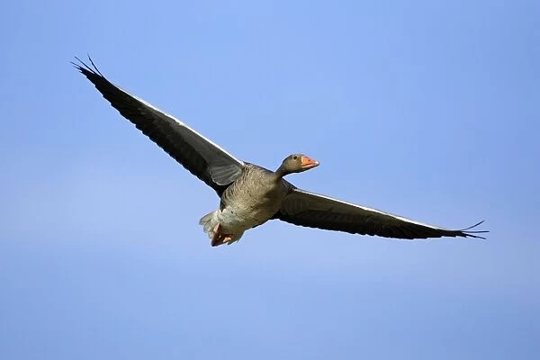 Greylag Goose-in flight against blue sky, Northumberland, UK