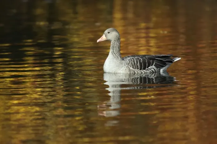 Framed Print : Greylag Goose - on lake - Autumn - Island of Texel - Holland Framed Print : Greylag Goose - on lake - Autumn - Island of Texel - Holland