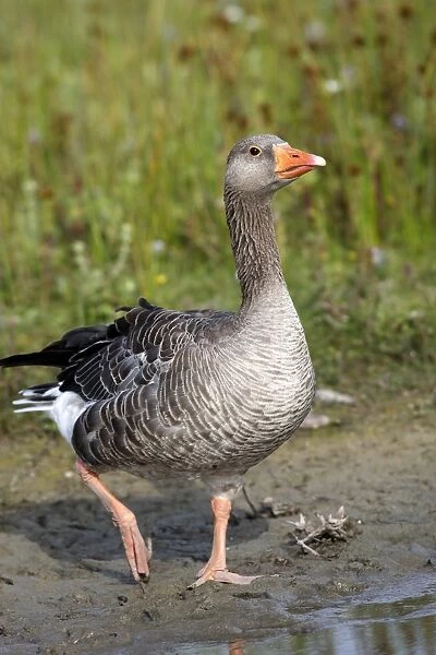 Greylag Goose. Marquentaire - Bay of Somme - France