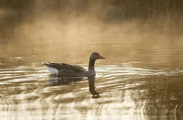 Greylag Goose - in misty dawn Hickling Broad Norfolk UK