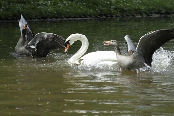 Greylag Goose and Mute Swan (Cygnus olor) - parent geese fighting off swan to protect their gosling - Hessen - Germany