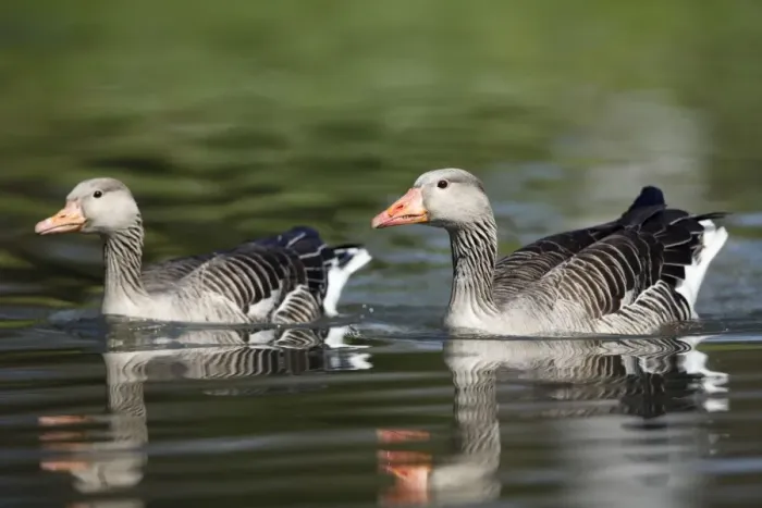 Framed Print : Greylag Goose - pair on lake - Lower Saxony - Germany Framed Print : Greylag Goose - pair on lake - Lower Saxony - Germany
