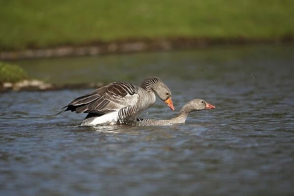 Greylag Goose - pair mating on lake - Lower Saxony - Germany
