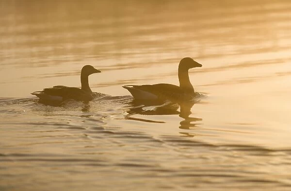 Greylag Goose - pair at sunrise