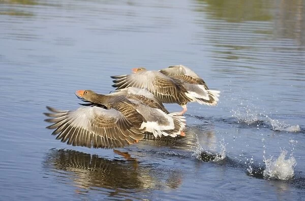 Greylag Goose Pair taking flight Hickling Broad Norfolk UK