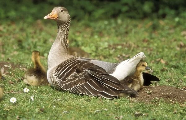 Greylag Goose Parent with goslings resting