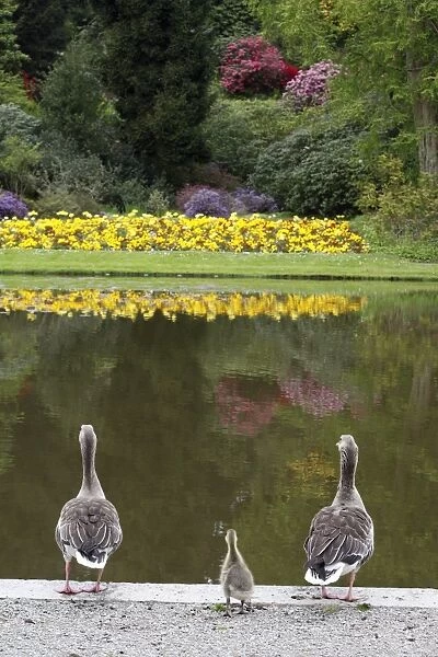 Greylag Goose - Parents with gosling at lake edge in park - Hessen - Germany