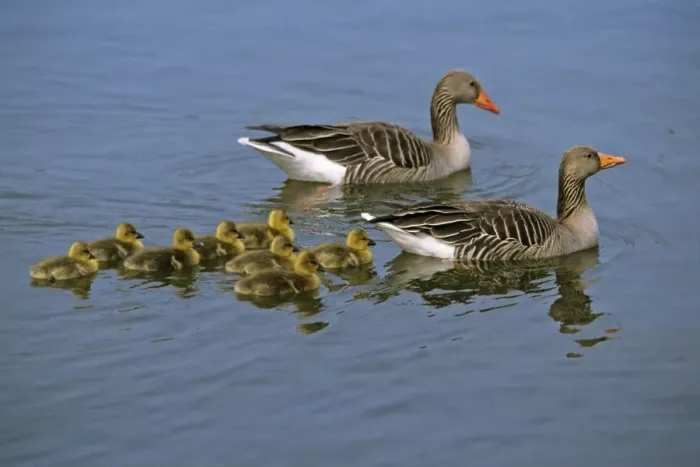 Framed Print : Greylag Goose - parents with goslings on lake, Hessen, Germany Framed Print : Greylag Goose - parents with goslings on lake, Hessen, Germany