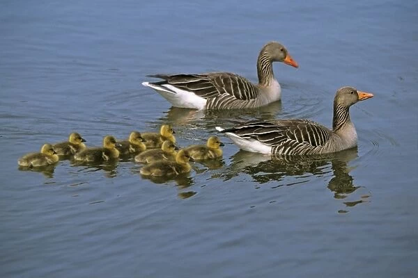 Greylag Goose - parents with goslings on lake, Hessen, Germany