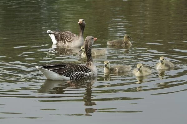 Greylag Goose - Parents with goslings on lake - Hessen - Germany