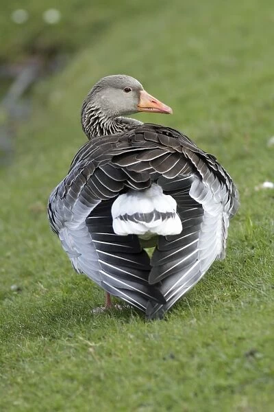 Greylag Goose - preening its feathers at lake edge - Hessen - Germany