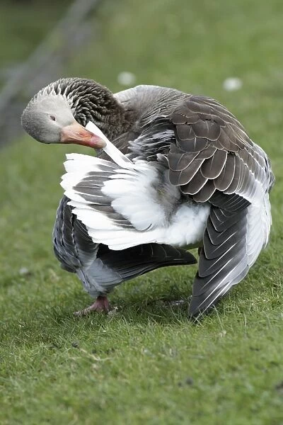 Greylag Goose - preening its feathers at lake edge - Hessen - Germany