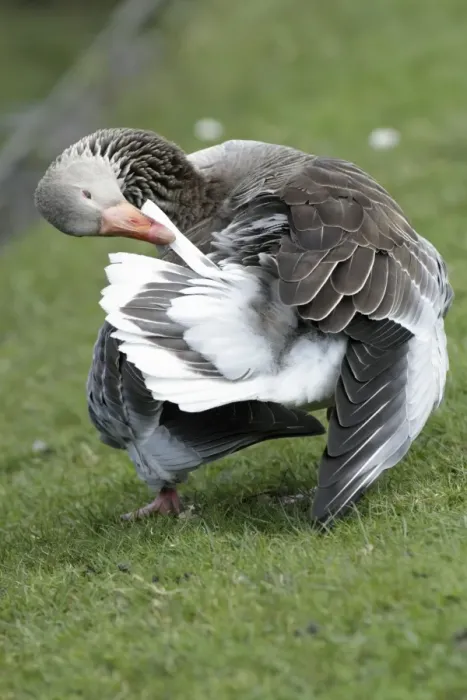 Framed Print : Greylag Goose - preening its feathers at lake edge - Hessen - Germany Framed Print : Greylag Goose - preening its feathers at lake edge - Hessen - Germany