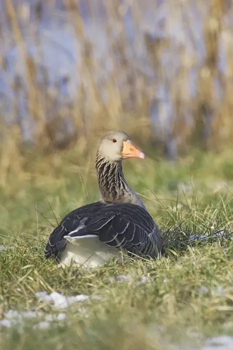 Framed Print : Greylag Goose - resting backview. France Framed Print : Greylag Goose - resting backview. France