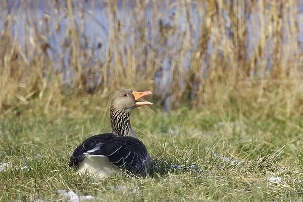 Greylag Goose - resting backview. France