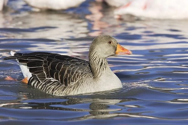 Greylag Goose. Saintes Maries de la Mer - Carmague - France