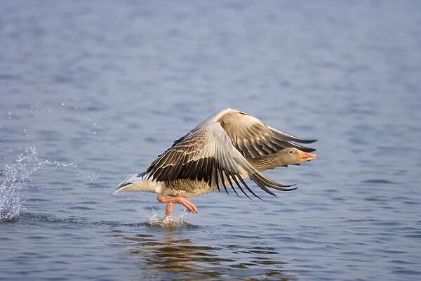 Greylag Goose Taking flight on Hickling Broad Norfolk UK
