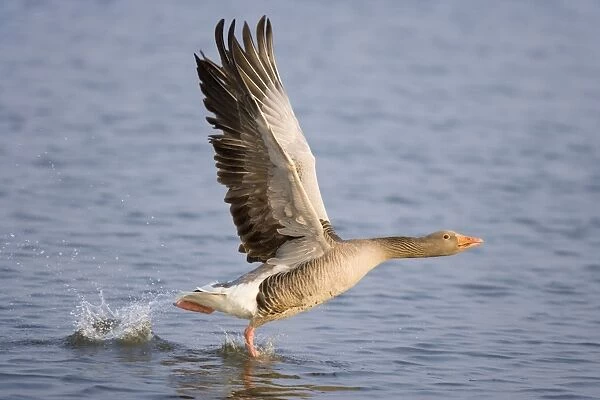 Greylag Goose - Taking flight on Hickling Broad Norfolk UK